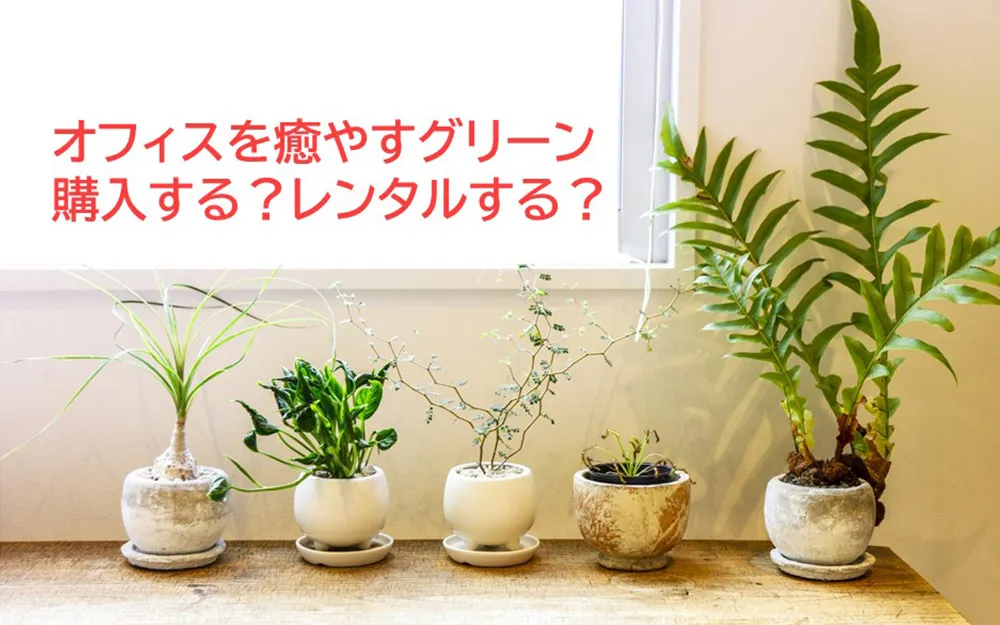 オフィスを癒すグリーン（観葉植物）購入する？レンタルする？