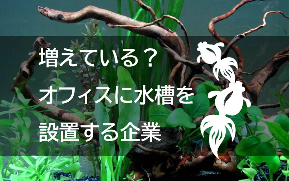 オフィスに水槽を設置する企業が増えている？